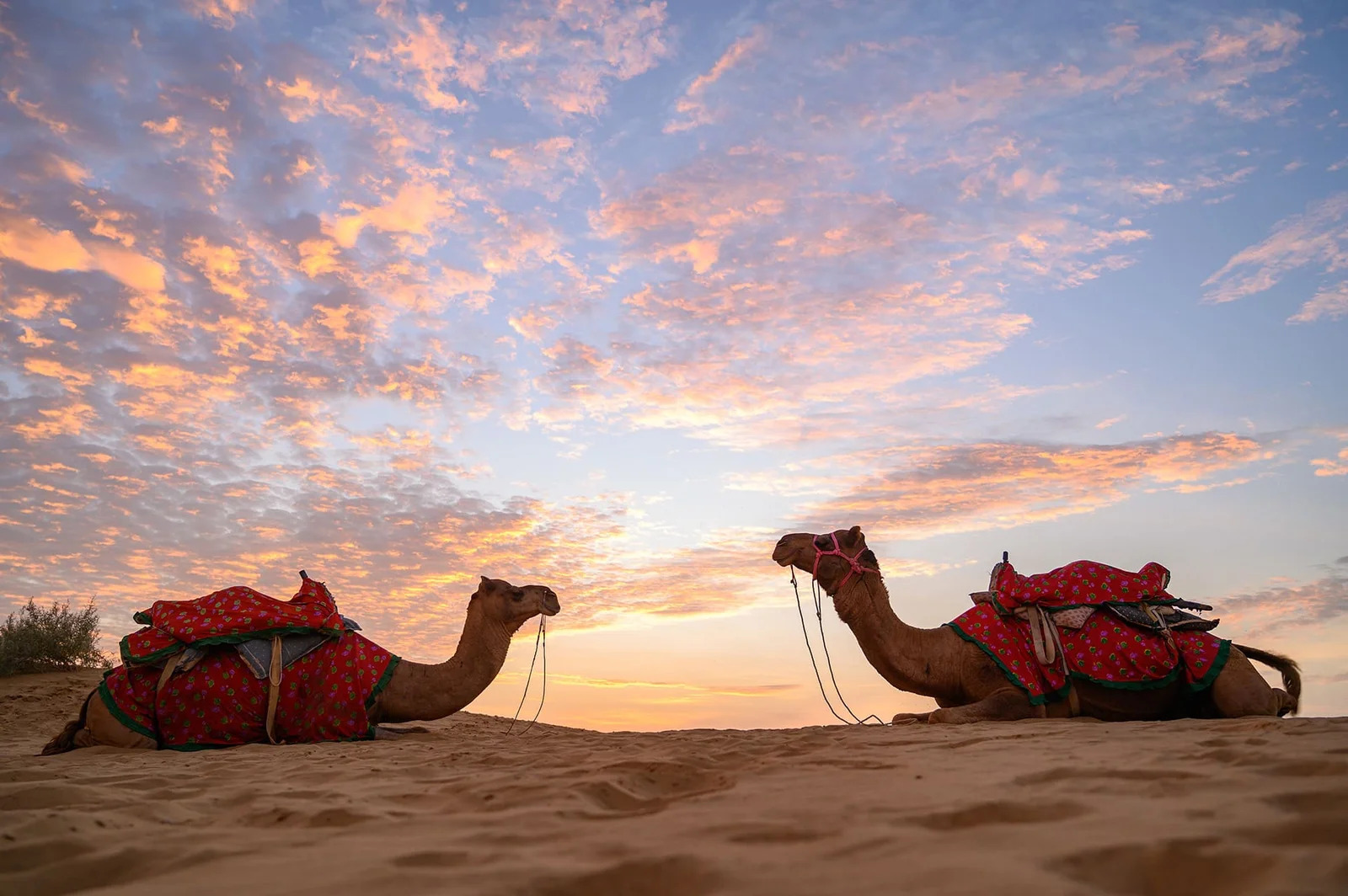 Camel Safari